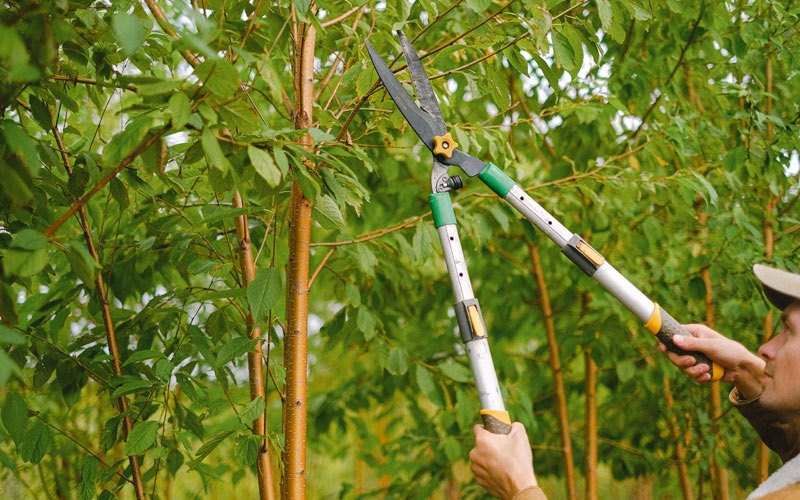 Tree trimming in Brazil, IN